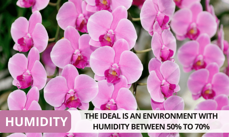 The moth orchid humidity