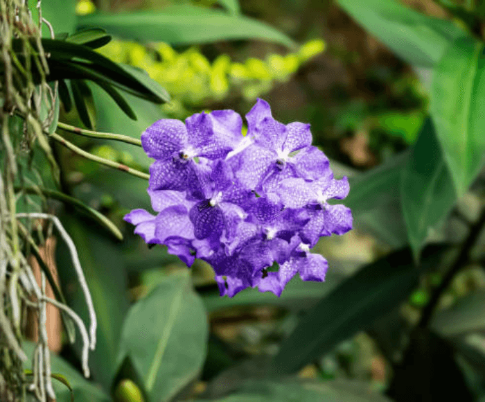 Vanda in nature with purple flowers