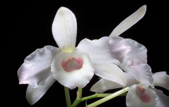 White Dendrobium nobile