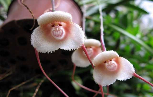White monkey face orchid