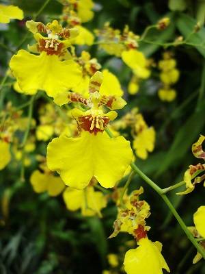 Yellow Dancing lady Orchid
