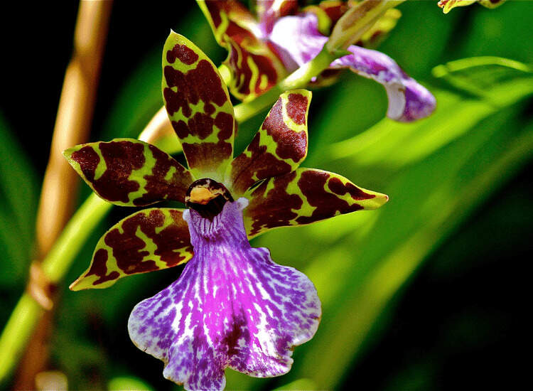Zygopetalum orchid flower
