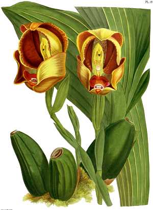 anguloa orchid