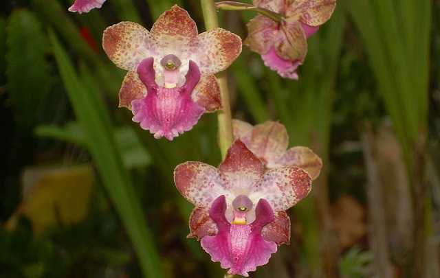 cyrtopodium orchid