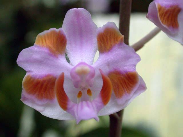 doritis orchid