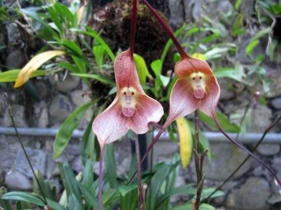 monkey face orchid 2