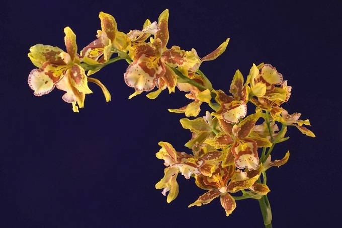 oncidium flowers 2