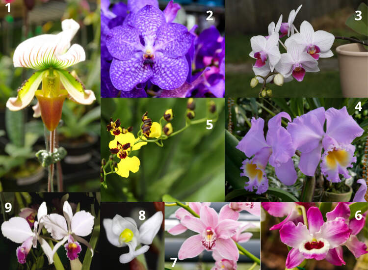 orchid species photos