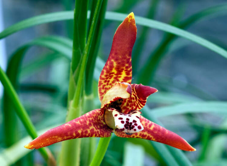 red Maxillaria orchid flower
