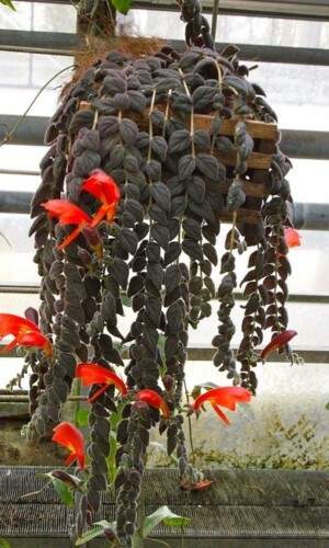 Columnea gloriosa plant