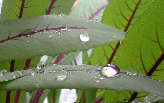 Lactuca indica purple leaves
