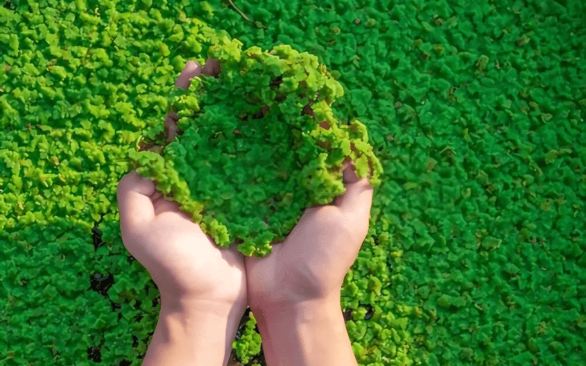 Azolla featured image