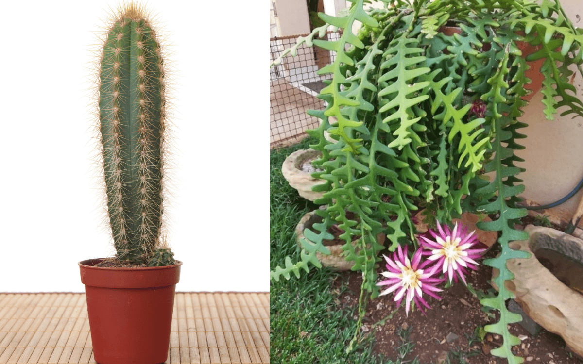 Comparison of normal cactus and fishbone cactus