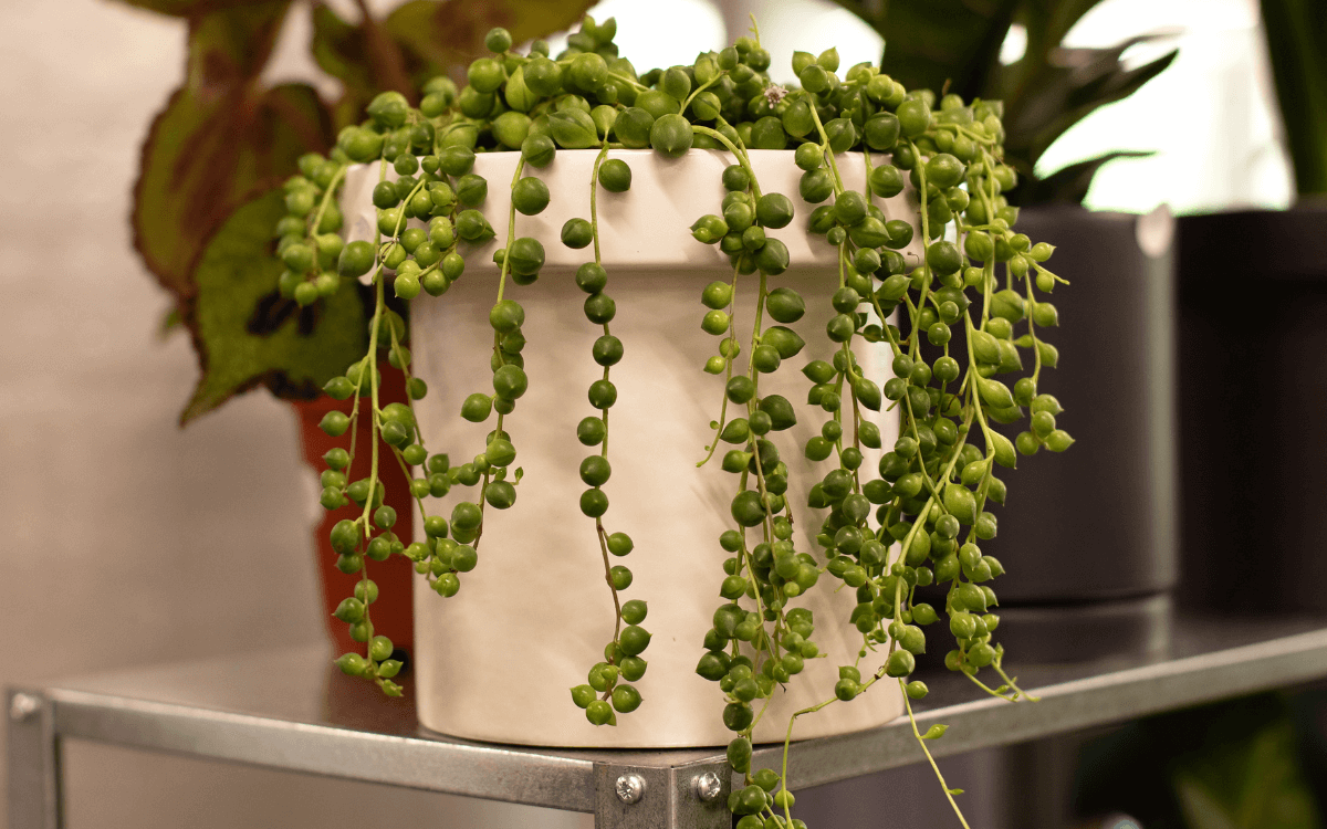 Leaves of the string of pearls plant