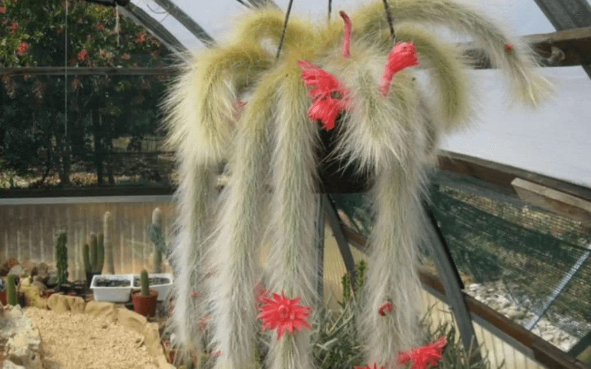 Monkey Tail Cactus featured