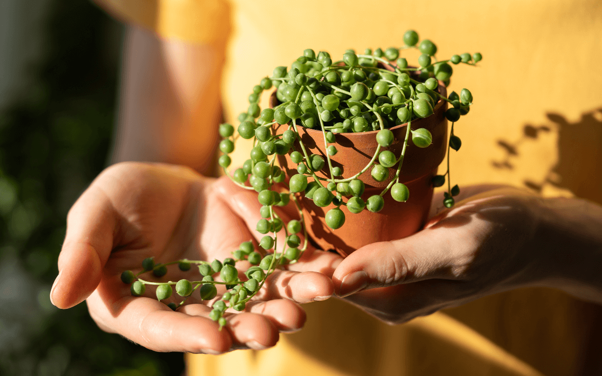 String of Pearls Plant – Featured Image