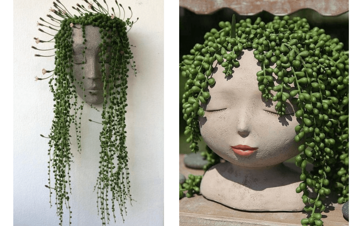 Uses in decoration string of pearls plant