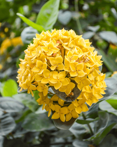 Yellow Ixora West Indian Jasmine