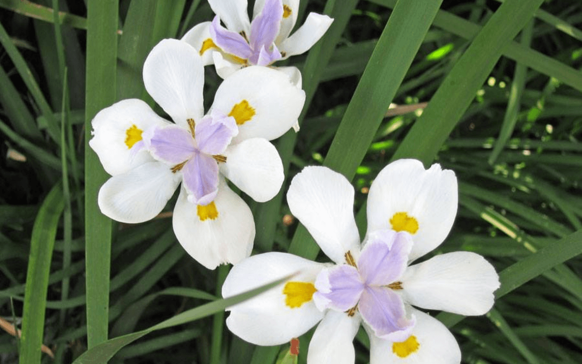 African Iris white flower