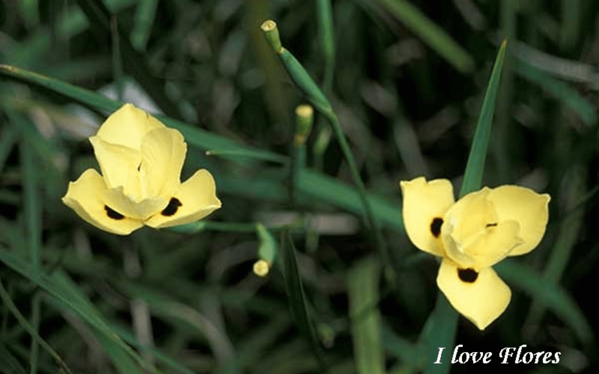 African Iris yellow flower