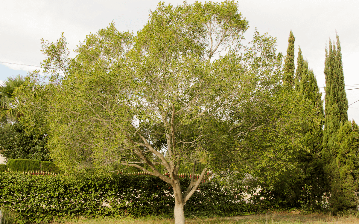 Ficus Benjamina 04