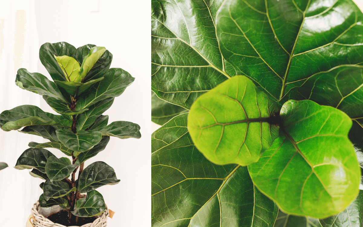 Ficus Lyrata leaves