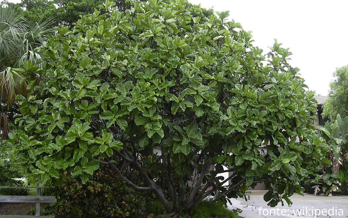 Ficus lyrata grown outside tree