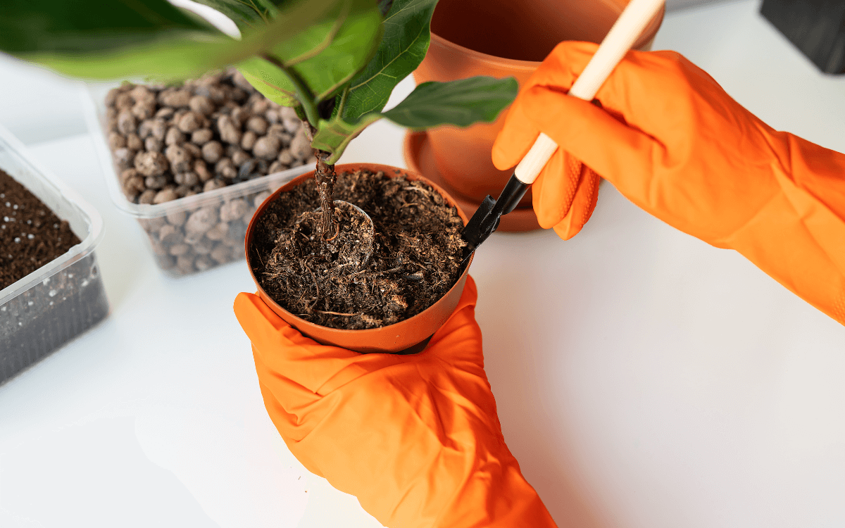 Ideal soil for the ficus lyrata plant