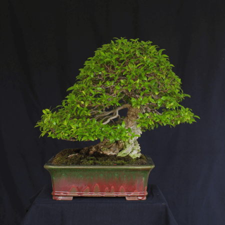 Myrtus communis as bonsai