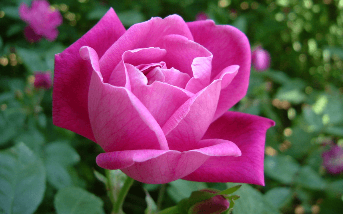 Rosa Chinensis with pink flower