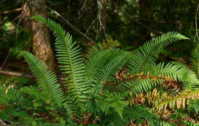 Why Take Care of Ferns