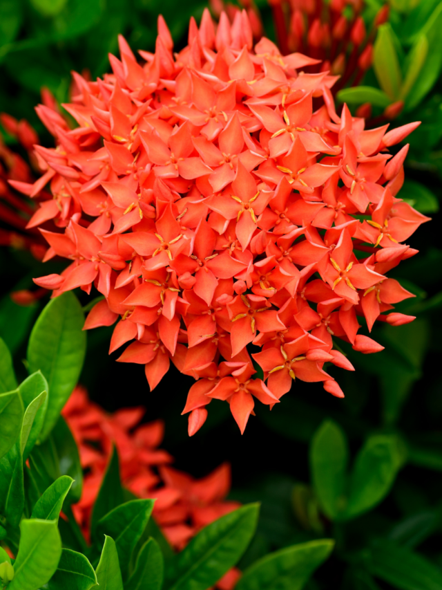 Ixora – A Beautiful Plant to Color Your Garden